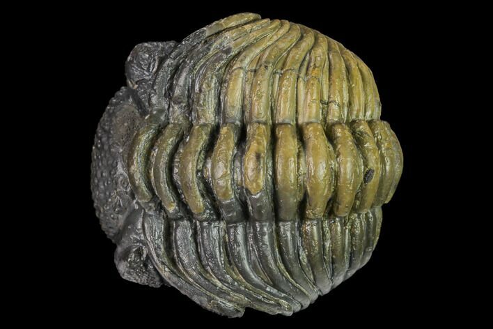 Large, Wide, Enrolled Pedinopariops Trilobite #169563
